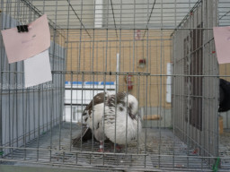 XIV Concurso Exposición de Palomas de Raza en Mula 2024
